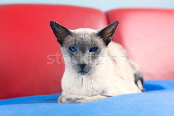 Azul ponto gato siamês adulto banco Foto stock © ivonnewierink