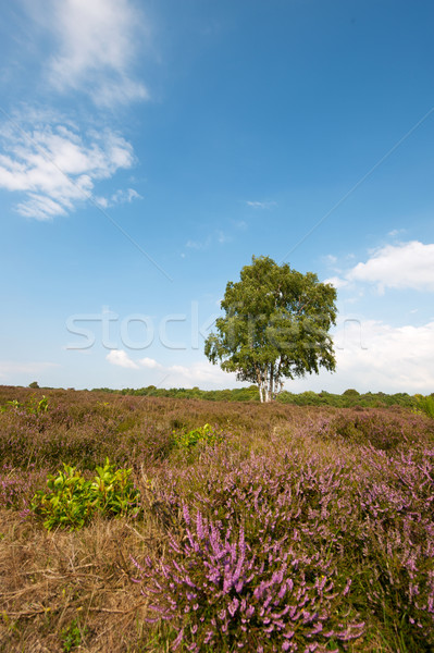 Paisagem roxo árvore horizonte natureza Foto stock © ivonnewierink