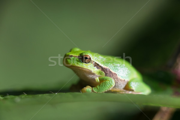 Tree frog Hyla arborea Stock photo © ivonnewierink