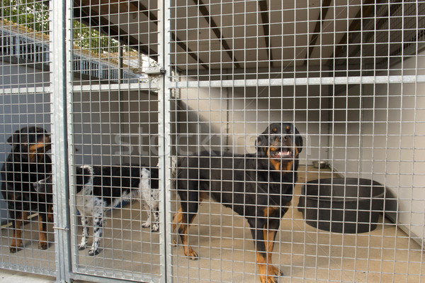 собаки клетке Открытый металл животные животного Сток-фото © ivonnewierink