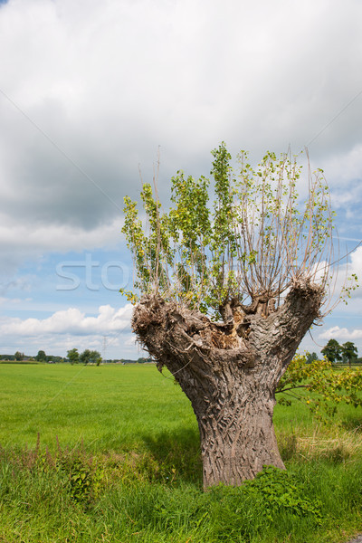 Foto d'archivio: Salice · panorama · albero · primavera · erba