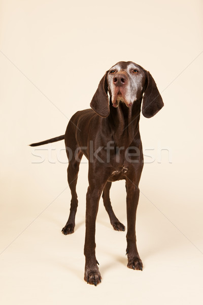 German shorthaired pointer Stock photo © ivonnewierink