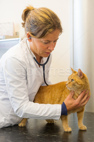 Veteriner kırmızı kedi dinleme kalp atışı Stok fotoğraf © ivonnewierink