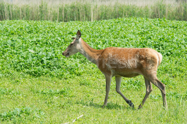 Female deer in nature Stock photo © ivonnewierink