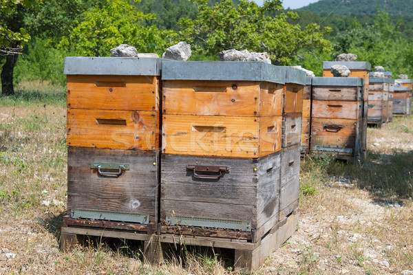 Bee hives in orchard Stock photo © ivonnewierink