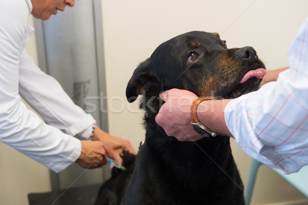 Rottweiler veterinario vacunación grande perro femenino Foto stock © ivonnewierink