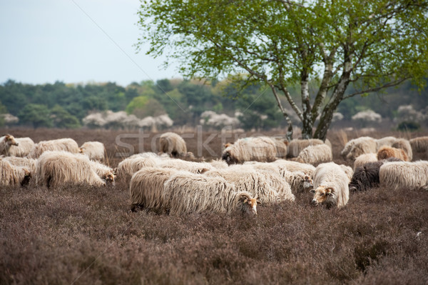 Sheep grazing in moorland Stock photo © ivonnewierink