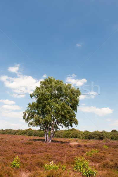 Tree in Heather landscape Stock photo © ivonnewierink