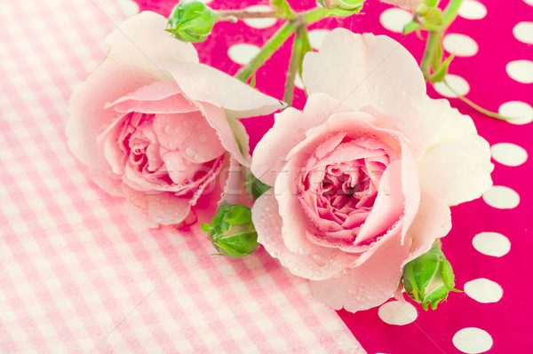 Foto stock: Rosa · rosas · molhado · pontilhado · água · natureza