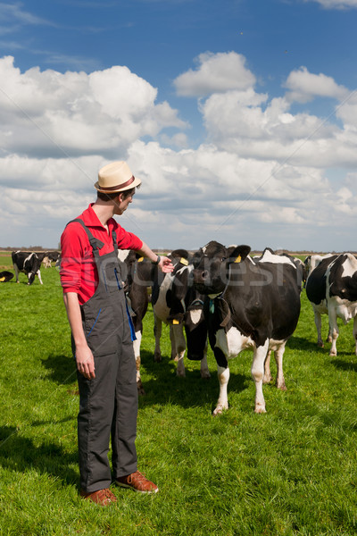 farmer in field with cows Stock photo © ivonnewierink
