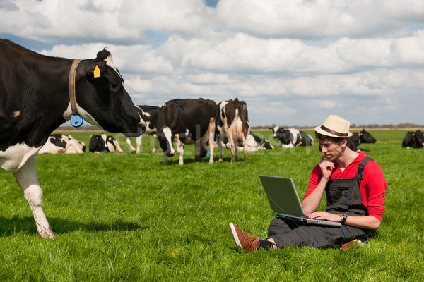 Fiatal gazda laptop mező tehenek dolgozik Stock fotó © ivonnewierink