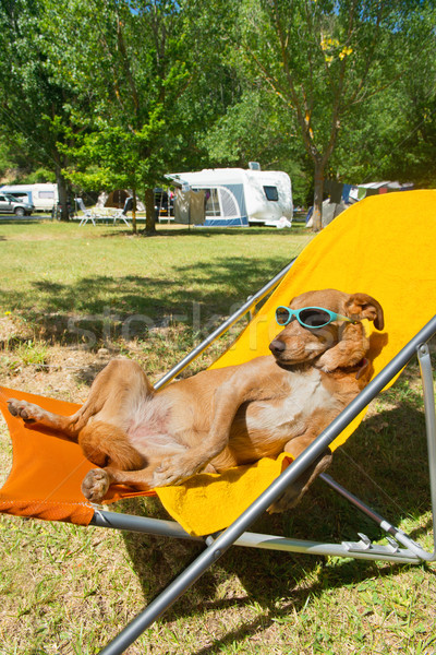 Foto stock: Cão · sol · banho · férias · óculos · de · sol