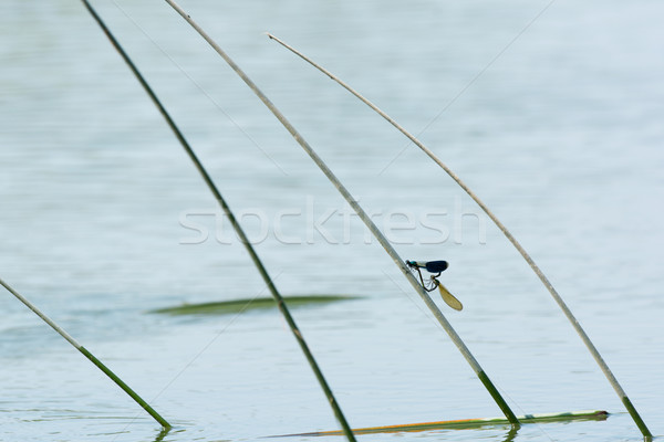 Dragonflies on reed Stock photo © ivonnewierink