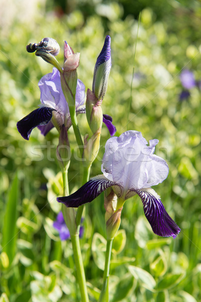 Foto d'archivio: Barbuto · Iris · natura · fiori · fiore