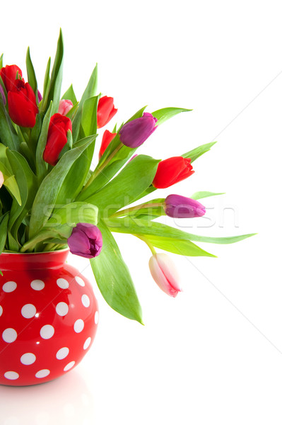 鬱金香 粉紅色 紫色 紅色 花卉 商業照片 © ivonnewierink