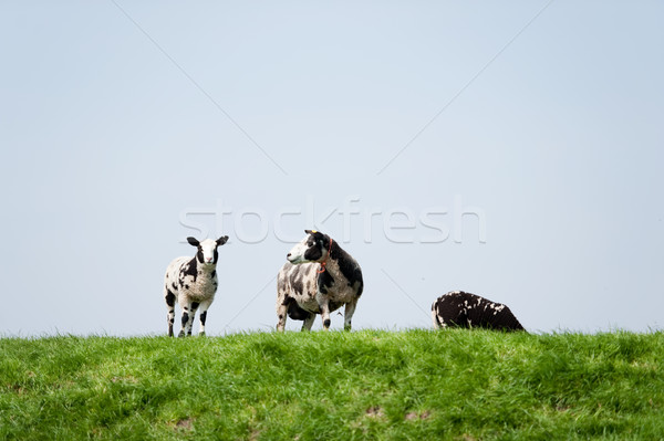 Black and white sheep Stock photo © ivonnewierink