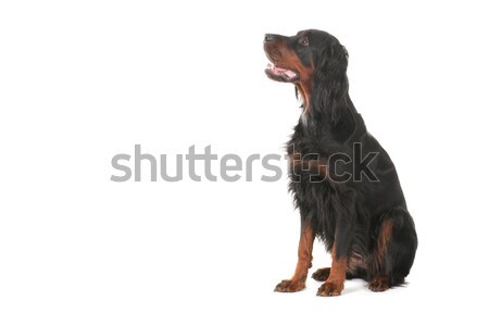 Gordon Setter Stock photo © ivonnewierink