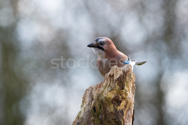 Eurasian jay in nature Stock photo © ivonnewierink