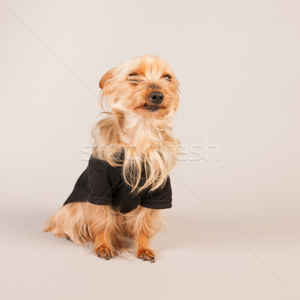 Yorkshire terrier bege retrato engraçado animal Foto stock © ivonnewierink