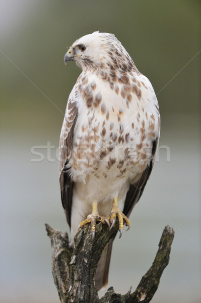 Common blonde buzzard Stock photo © ivonnewierink