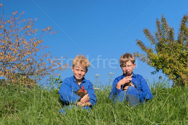 Farm Boys with chickens Stock photo © ivonnewierink