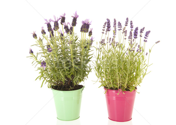 Lavender Stoechas and Lavandula Stock photo © ivonnewierink