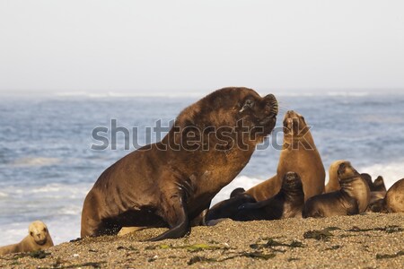 sea-lion Stock photo © ivonnewierink