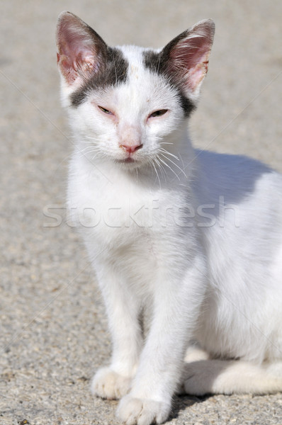 Stock photo: Diseased Greek cat