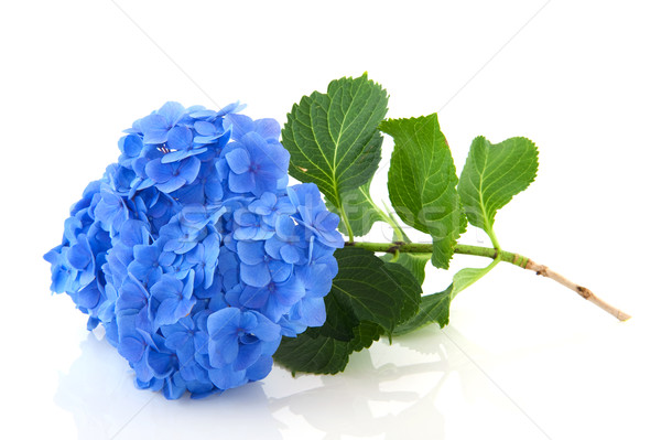 Blue Hydrangea Stock photo © ivonnewierink