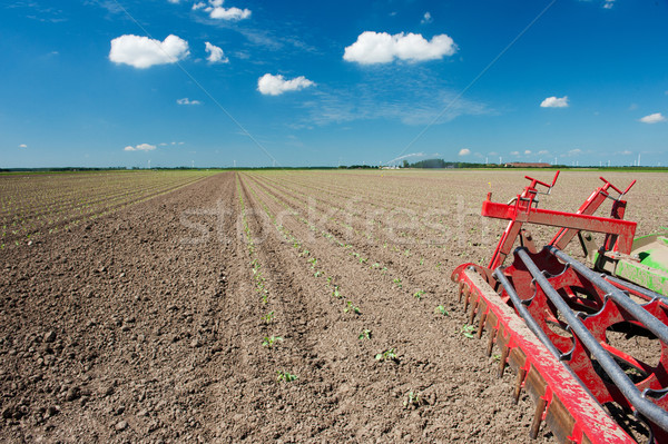 Fields with young vegetable plants Stock photo © ivonnewierink