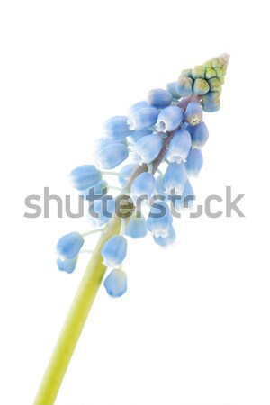 Blue Hyacinth grapes Stock photo © ivonnewierink