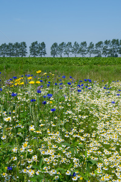 Colorful field with flowers Stock photo © ivonnewierink