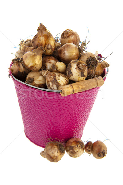 Flower bulbs in pink bucket Stock photo © ivonnewierink