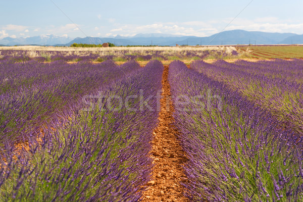 Old ruin in Lavender fields Stock photo © ivonnewierink