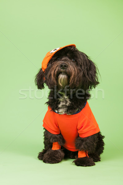 Dog as soccer supporter Stock photo © ivonnewierink