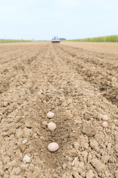 Batata campo batatas campos comida mecânico Foto stock © ivonnewierink