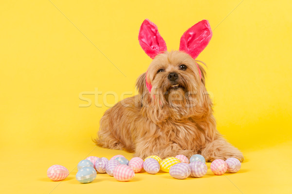 [[stock_photo]]: Chien · lapin · de · Pâques · Pâques · lièvre · oeufs · jaune