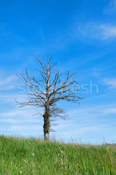 Toter Baum Landschaft allein Frühling Stock foto © ivonnewierink