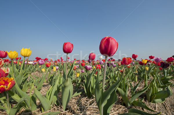 Colorido holandês tulipas flor campos ao ar livre Foto stock © ivonnewierink