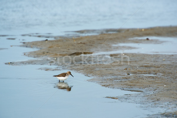 Dunlin at the coast Stock photo © ivonnewierink