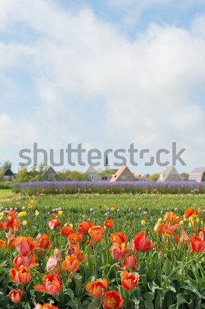 Village Den Hoorn at Dutch Texel Stock photo © ivonnewierink