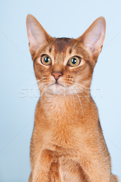Abyssinian cat  Stock photo © ivonnewierink