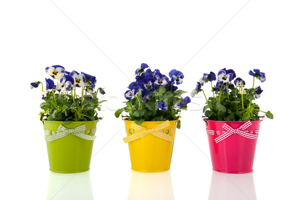 Pansy flowers in colorful buckets Stock photo © ivonnewierink