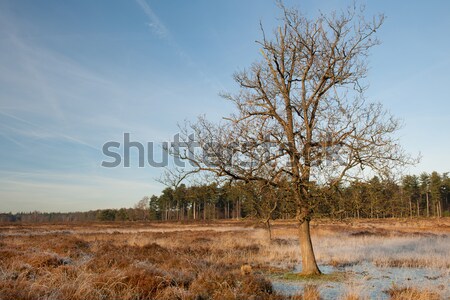 Winter at moorland Stock photo © ivonnewierink
