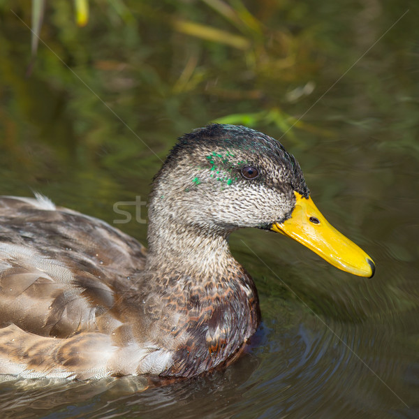 Mallard duck Stock photo © ivonnewierink