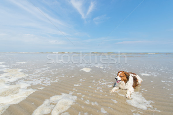 North sea beach Stock photo © ivonnewierink