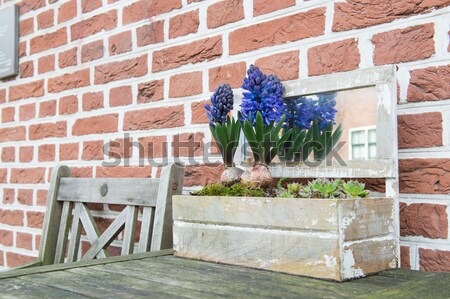Hyacinths flowers Stock photo © ivonnewierink