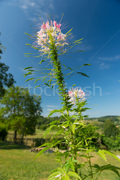 Pink Cleome flowers Stock photo © ivonnewierink