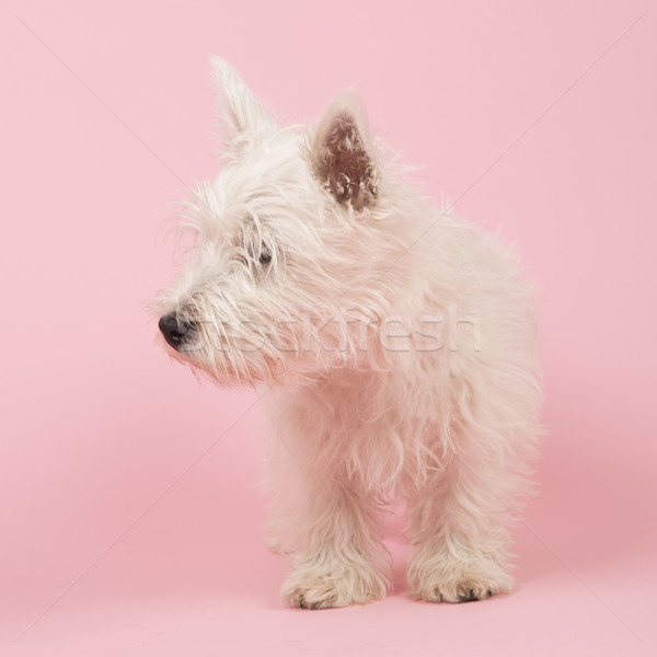 Vest alb cadastru căţeluş copil câine Imagine de stoc © ivonnewierink