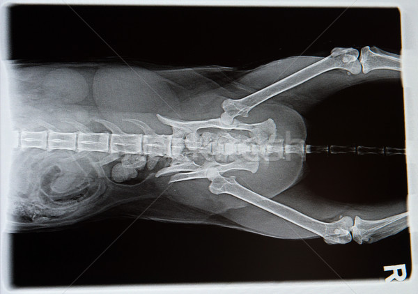 X線 犬 負 医療 健康 黒 ストックフォト © ivonnewierink